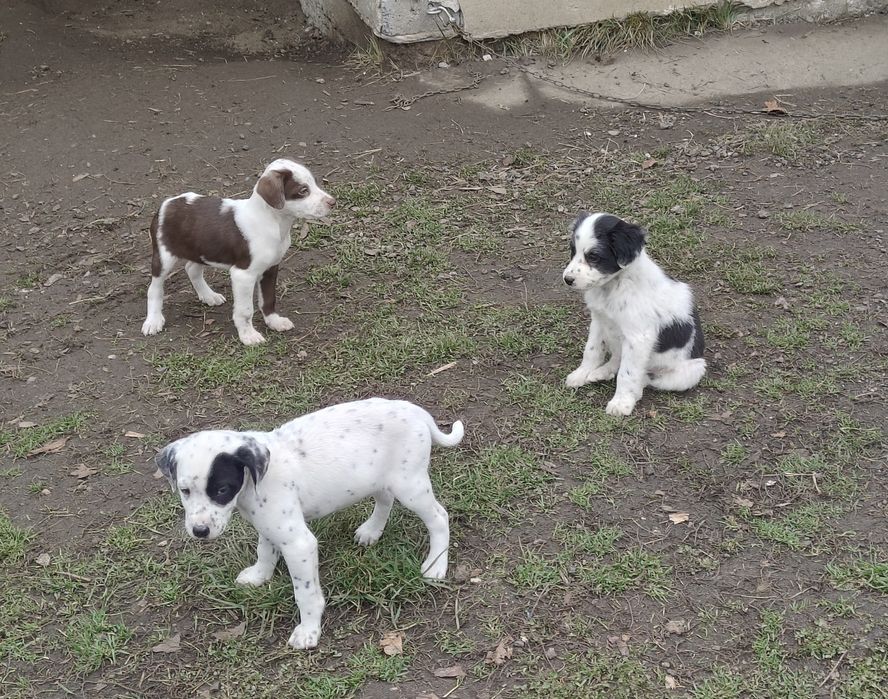 Oddam pieski  w dobre rece