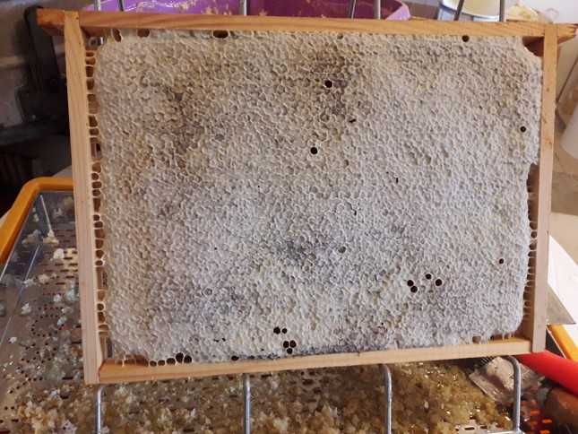 Silne, zdrowe rodziny pszczele czekają na Ciebie. Sezon 2026 otwarty!