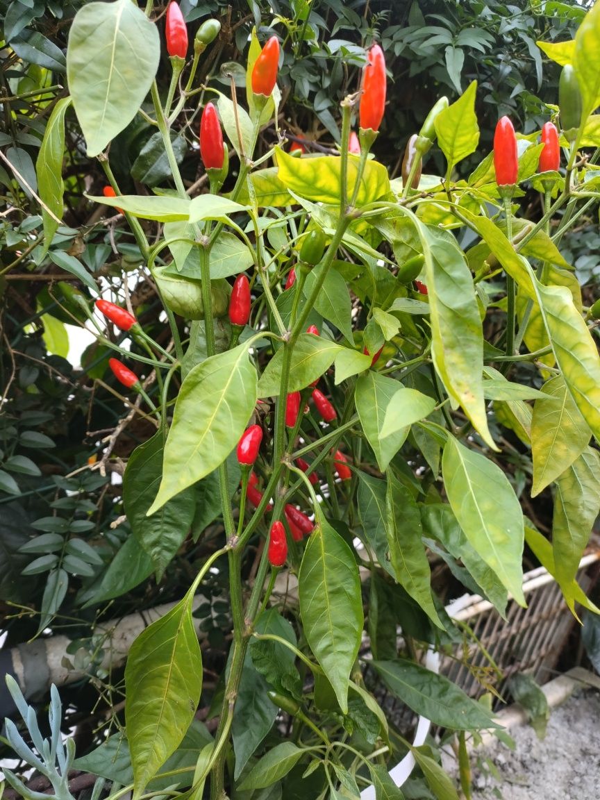 Vendo piri Forte