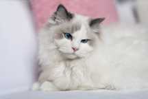 Ragdoll cudny chlopczyk :)