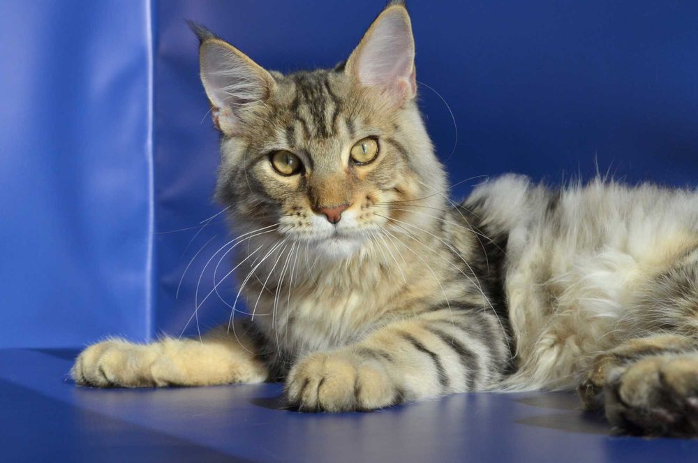 Мальчик Лаки 6 мес. Мейн кун.