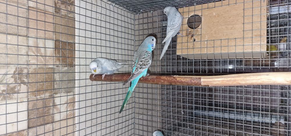 Periquitos inglêses