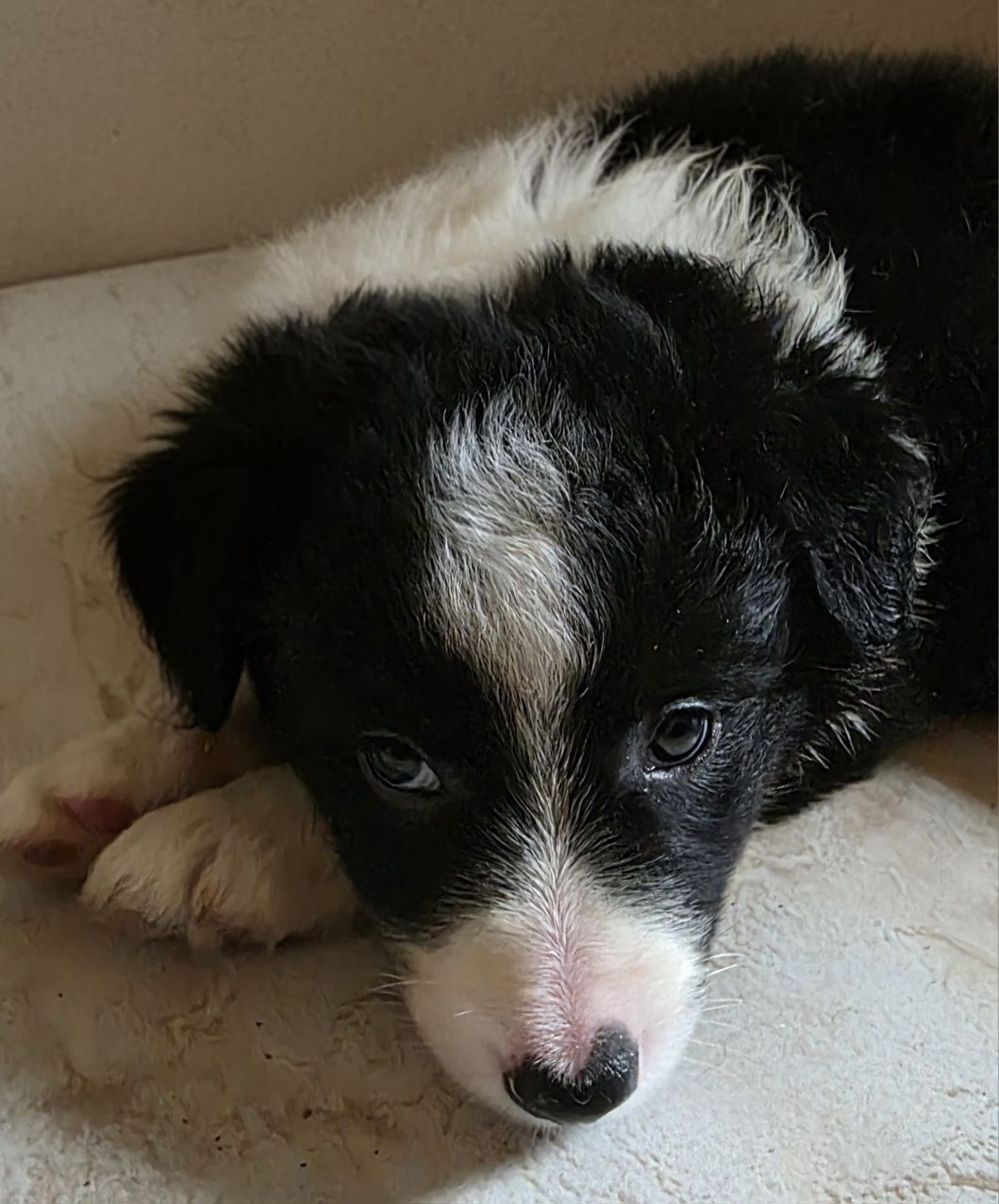 Piesek Border Collie