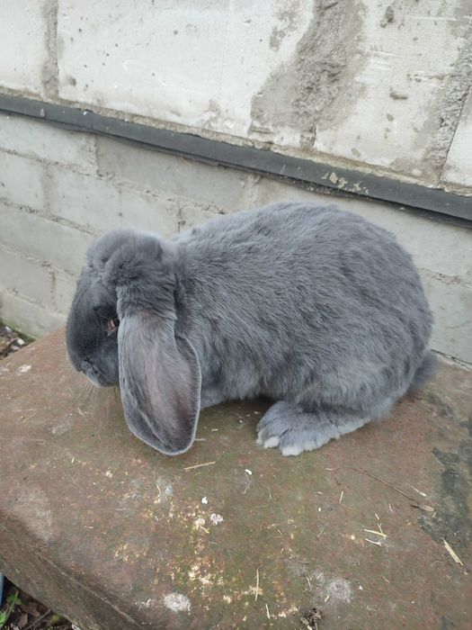 Baran francuski niebieski