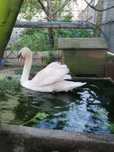 Cisne Branco (macho)