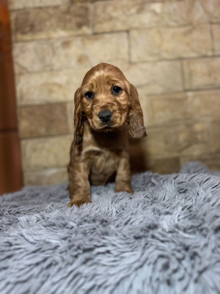 Cocker spaniel angielski sunia