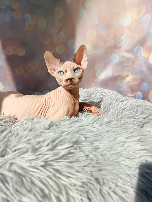 Канадський сфінкс