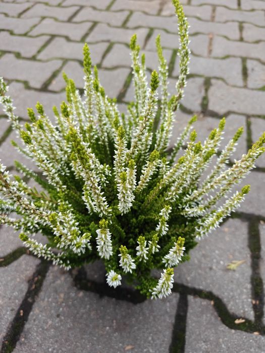 Chryzantemy drobnokwiatowe, wrzosy