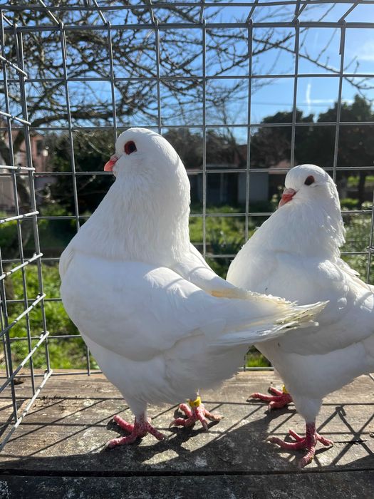 VENDO pombos de pura raça