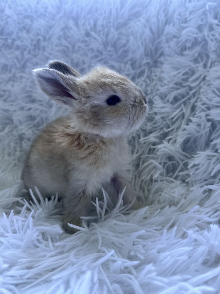 Króliczek Angora Angielska York
