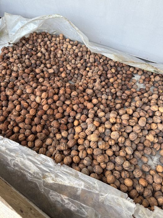 Грецький горіх 2025 року . Свіжий , волоський