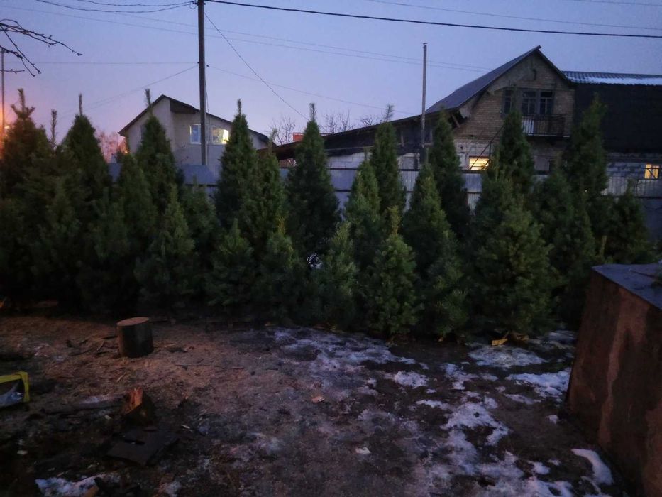 Ялинка набірна жива сосна (гостомель горенка буча ірпінь ворзель київ)