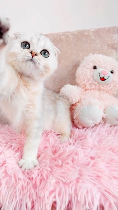 Шотландське Чудо Кошенятко Фолдик