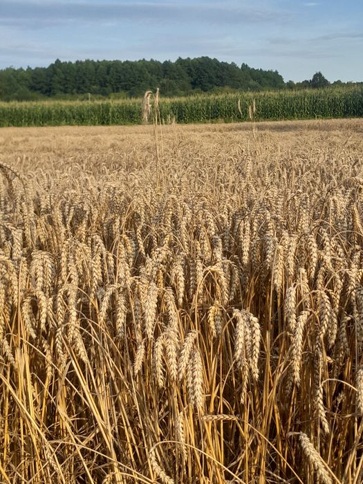 Pszenica zbiór 2025