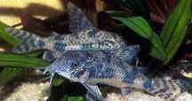 Kirys pstry, kiryski  welonowe i zwykłe corydoras paletaus żaglowe