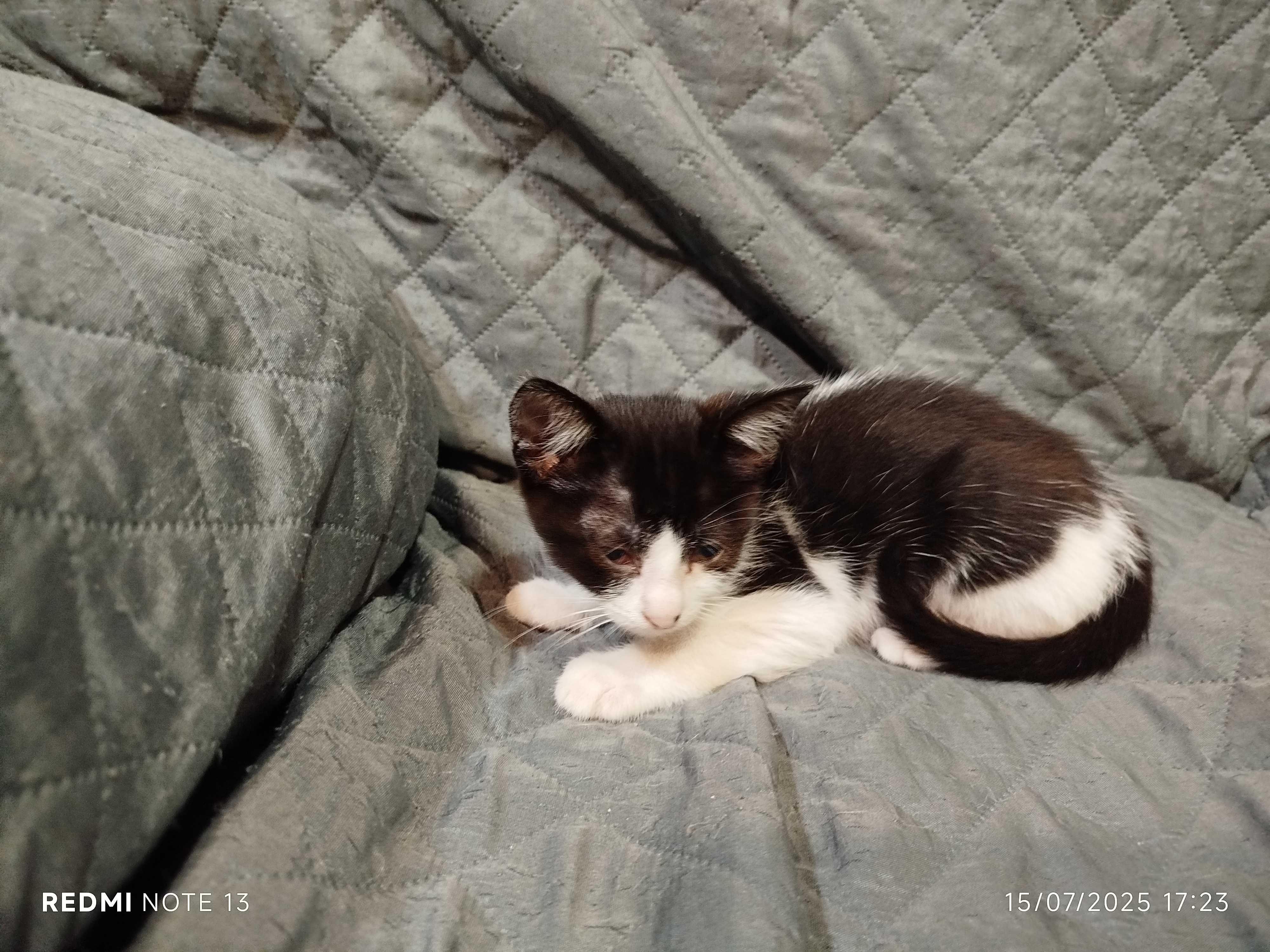Gatinhos para adoção