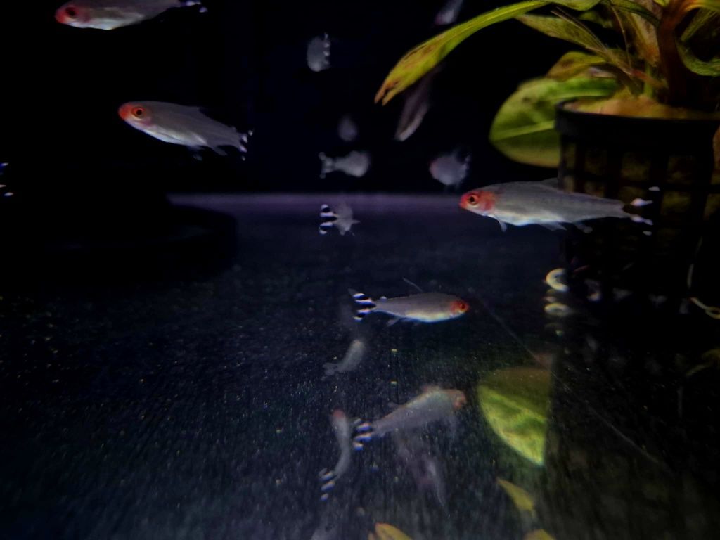 Rodostomus (Hemigrammus rhodostomus)