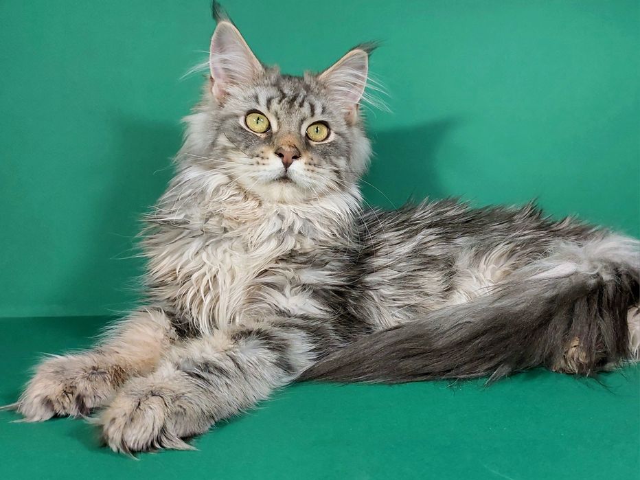 Хлопчик блакитний срібний мармур