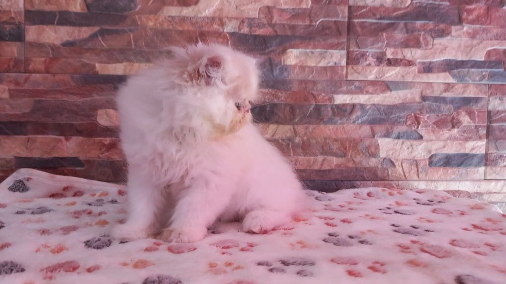 Gatinha persa lindíssima