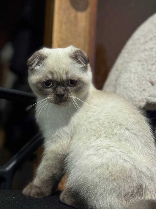 Продамо Шотландську кішку скоттиш-фолд