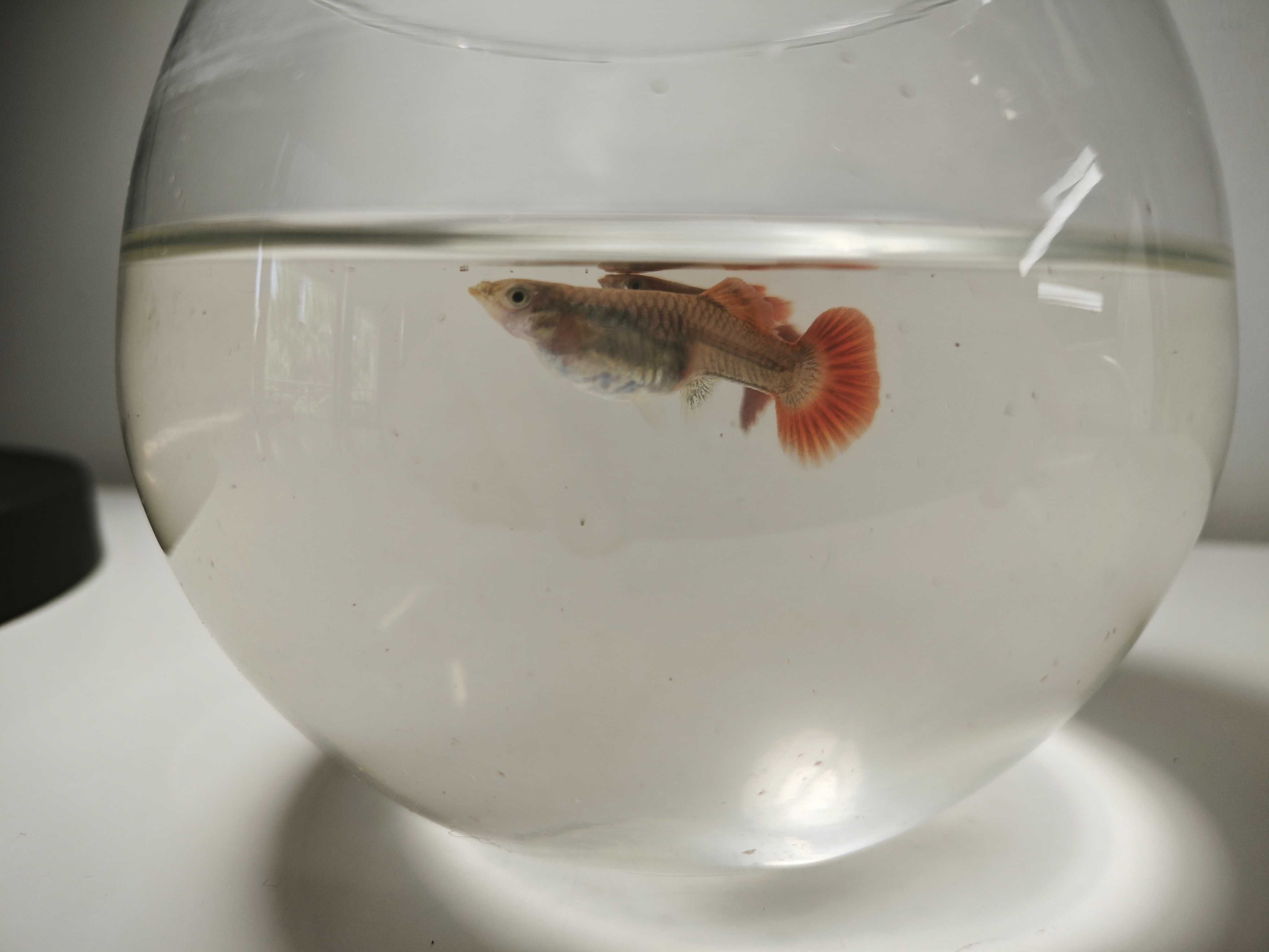 Guppy HB Red Cauliflower