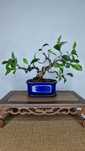 Bonsai Ficus retusa