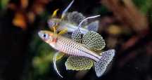 Pseudomugil gertrudy od Neon Zoo