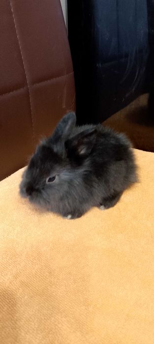 Króliczki miniaturki