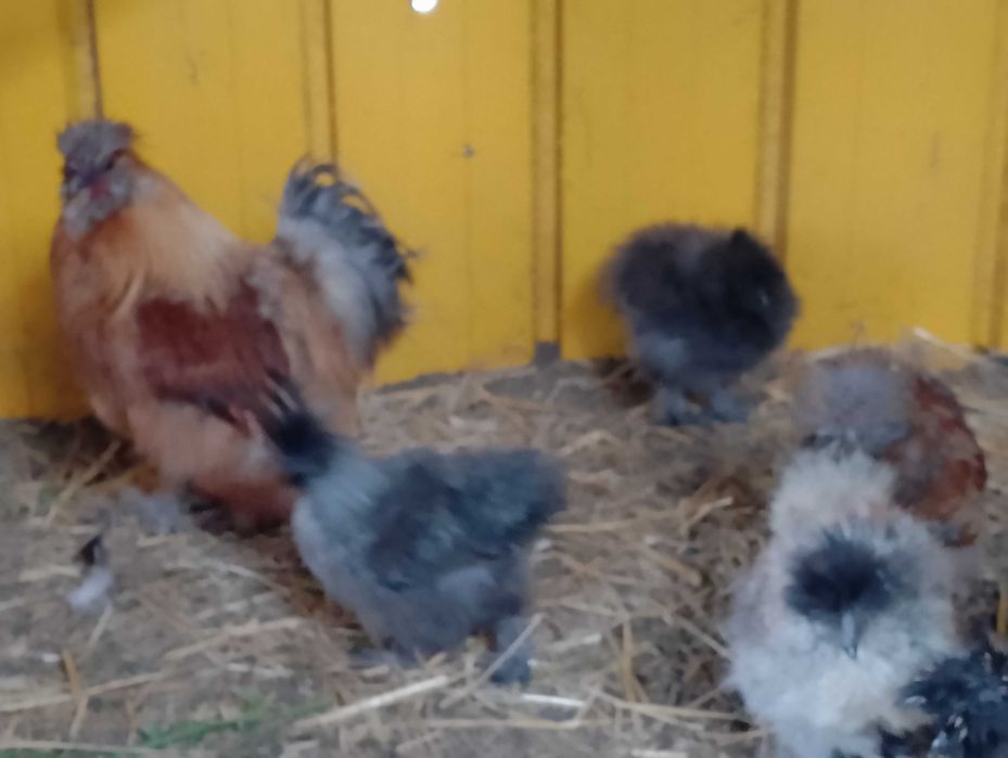 Ptaki silki kaczki koguty i inne