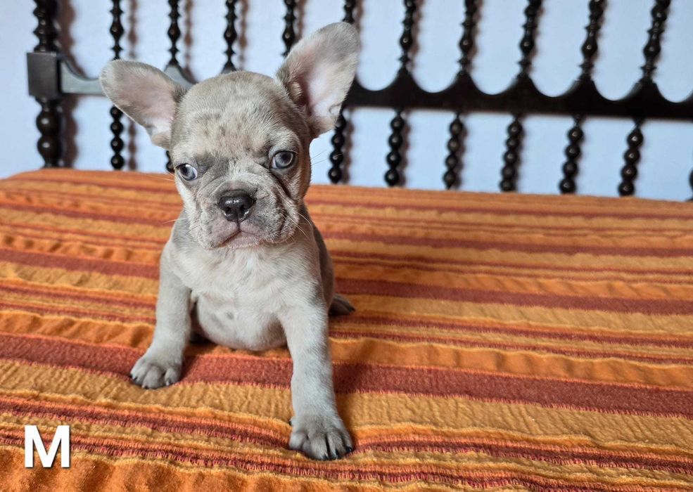 Bulldog francês disponivel