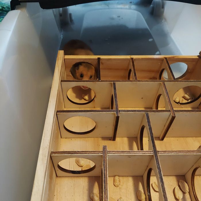 Labirynt dla chomika