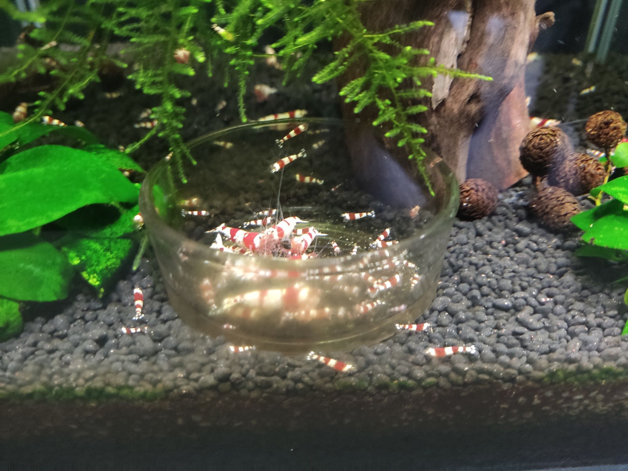 Krewetki CRYSTAL RED Caridana