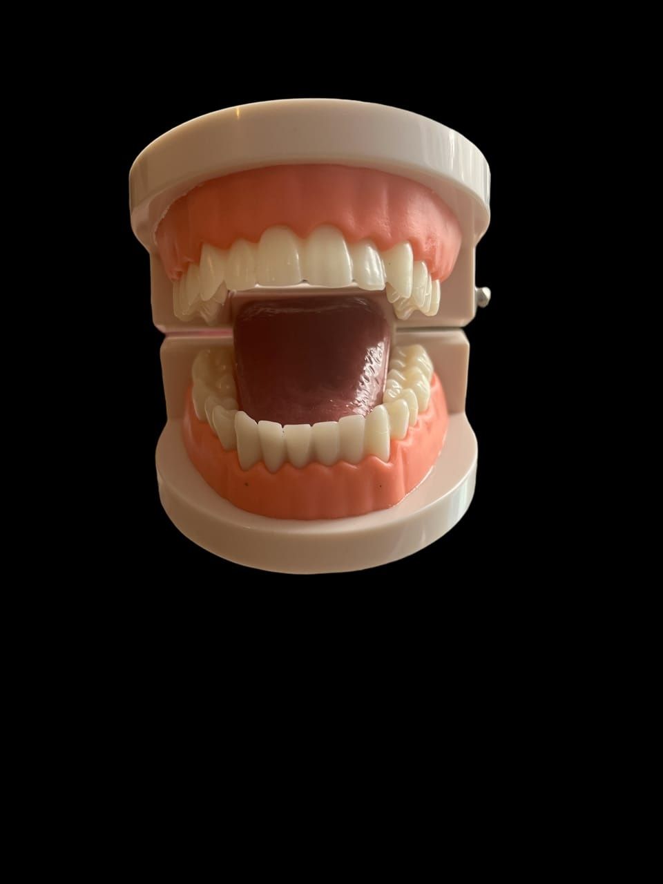 Szczęka, model jamy ustnej z ruchomym językiem