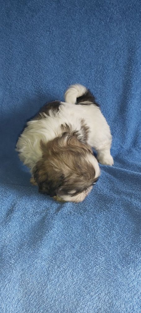 Shih-tzu de uma excelente genética