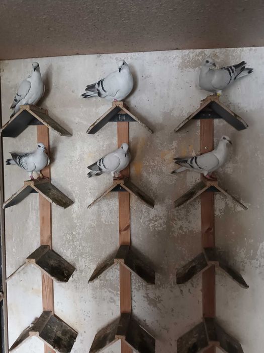 Sprzedam srebniaki jasne łomżyńskie żałobne