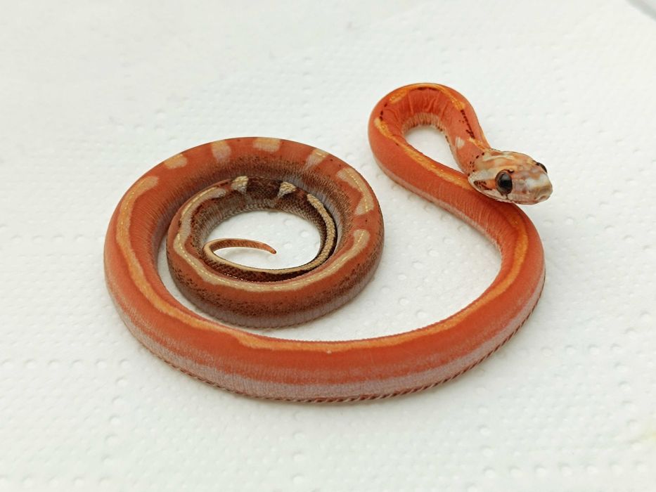 Wąż zbożowy Motley Pinstripe Scaleless het Amel/Ultra ph. 50% anery