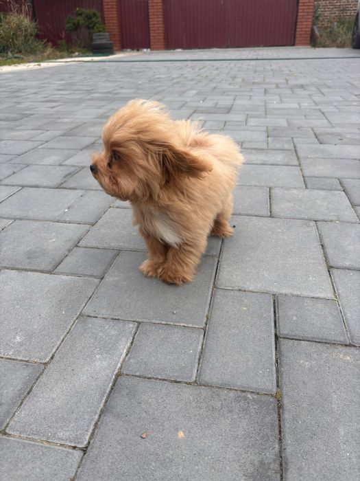 Maltipoo hybryda maltańczyk-pudel toy chłopiec