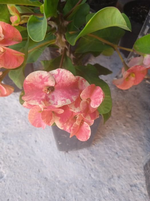 Молочай міля кімнатні квіти