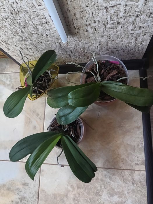 Продам   орхідеї