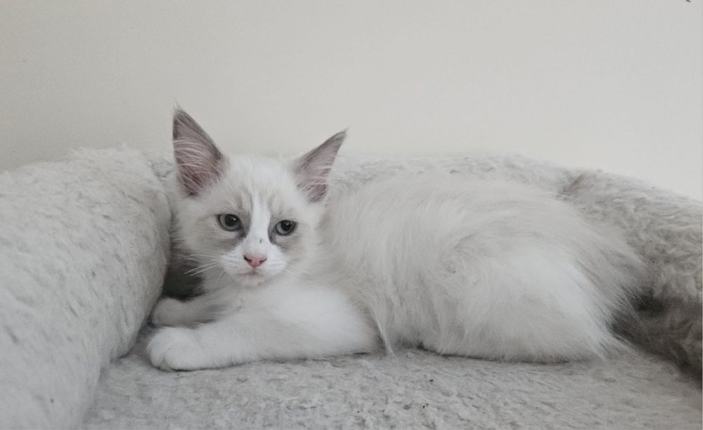 Młoda kotka Ragdoll