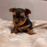 York shire Terrier