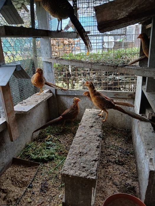 Sprzedam Barzant złoty