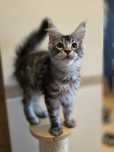 Eddy czarny srebrzysty kocurek Maine Coon