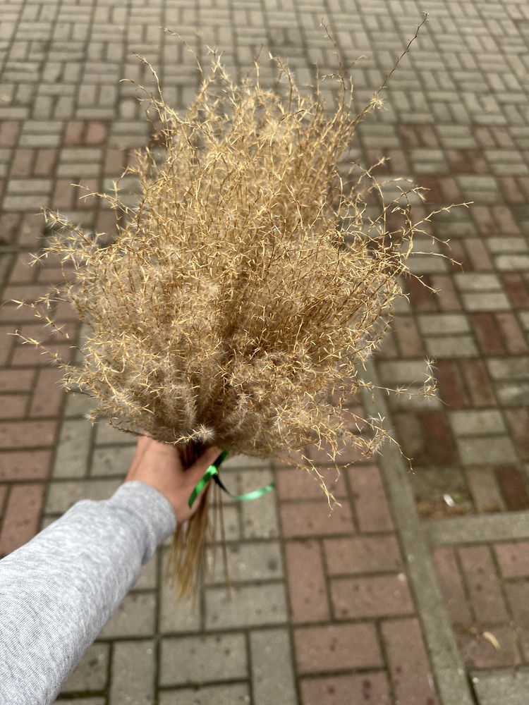Miskant / trawa pampasowa