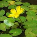 Planta flutuante ideal para aquarios,lagos ou tanques Nymphoid peltata