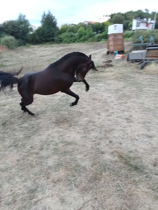 Poney wells com 3 anos