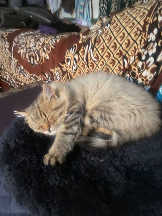 Гарненький пухнастий домашній котик