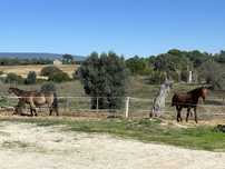 Ofereço estrume de cavalo