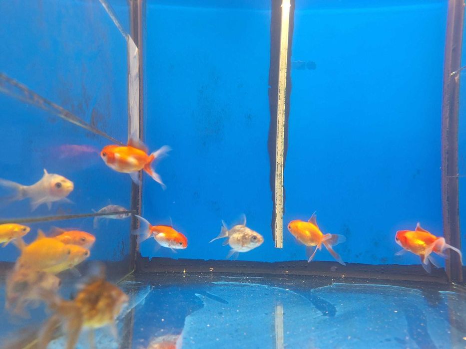 Gold fish\Oranda