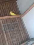 Ring neck amarelo 2024